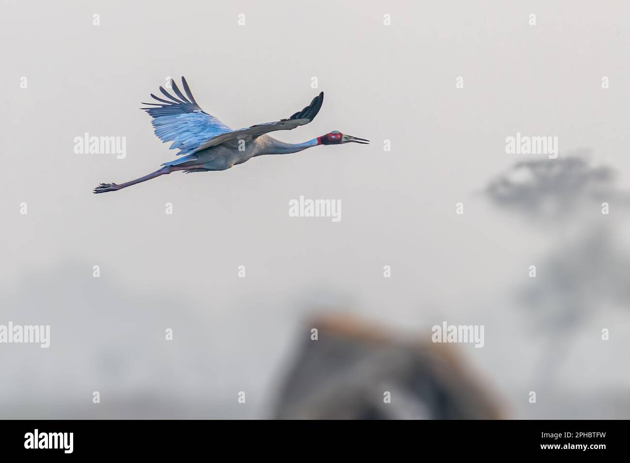 A Sarus Crane in flight in wet land Stock Photo
