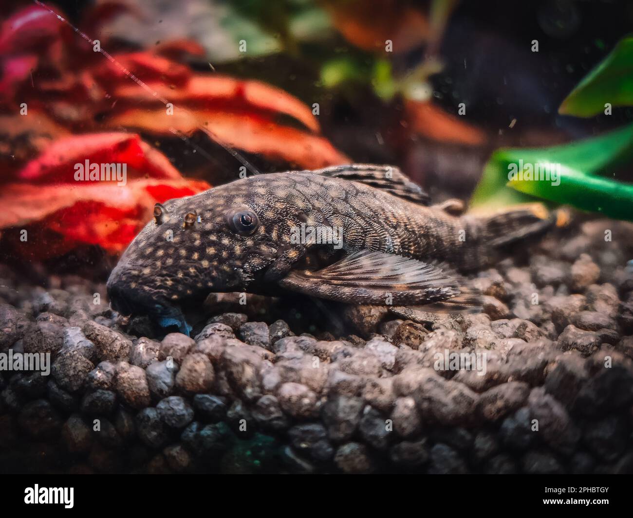 a lovely hypancistrus in my tank Stock Photo