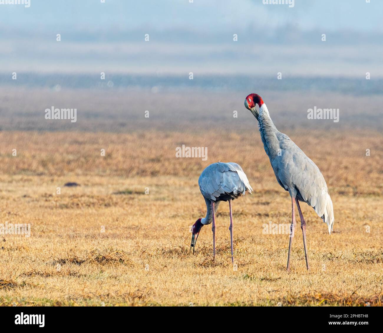 A Pair of Sarus Crane in a field Stock Photo