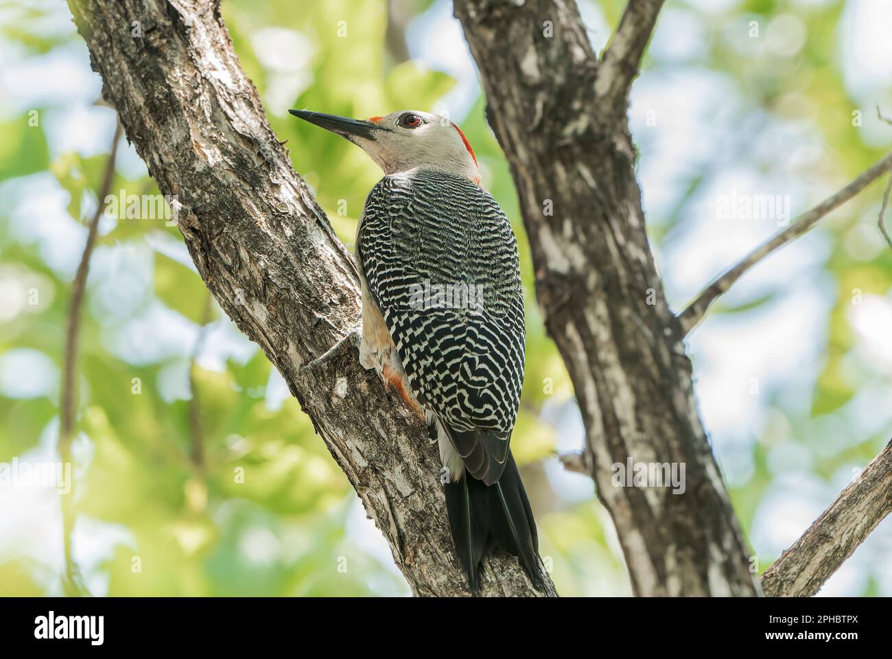 goden-fronted woodpecker or Velasquez's woodpecker, single adult perched on tree trunk, Mahogany Bay, Roatan Stock Photo