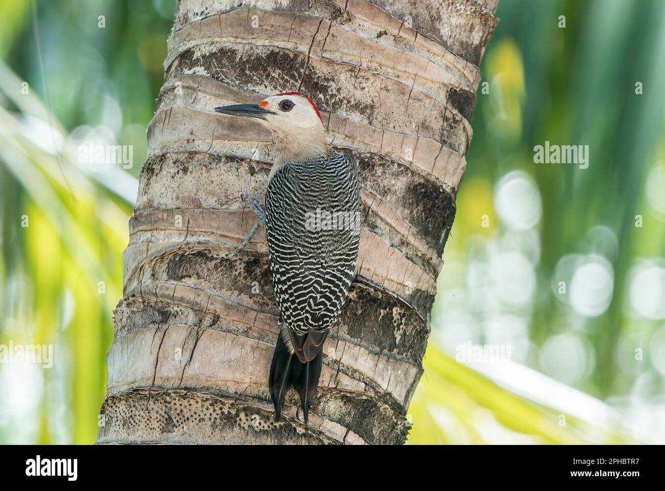 goden-fronted woodpecker or Velasquez's woodpecker, single adult perched on tree trunk, Mahogany Bay, Roatan Stock Photo