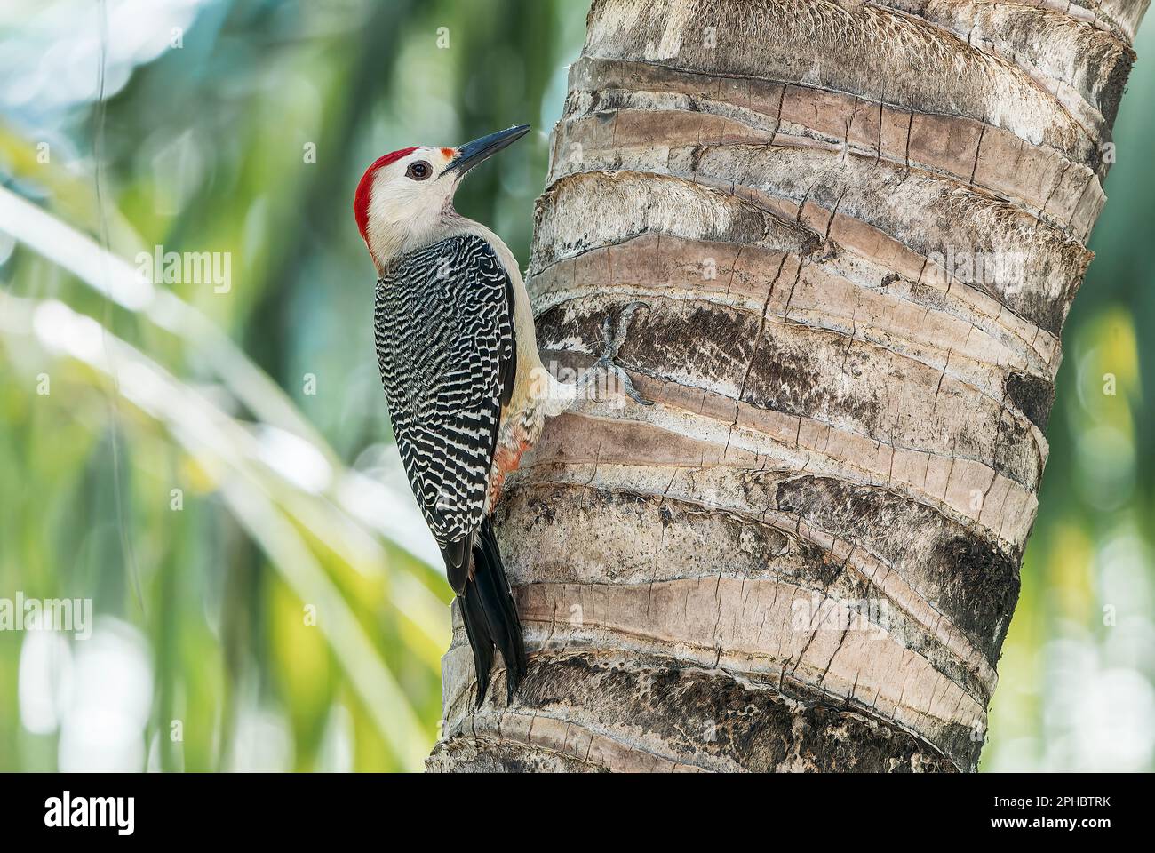 goden-fronted woodpecker or Velasquez's woodpecker, single adult perched on tree trunk, Mahogany Bay, Roatan Stock Photo