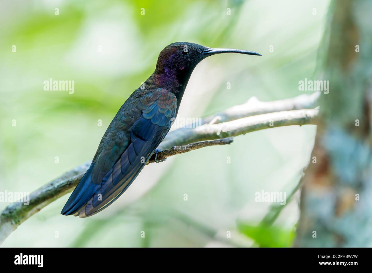 Jamaican mango hummingbird, Anthracothorax mango, single adult perched