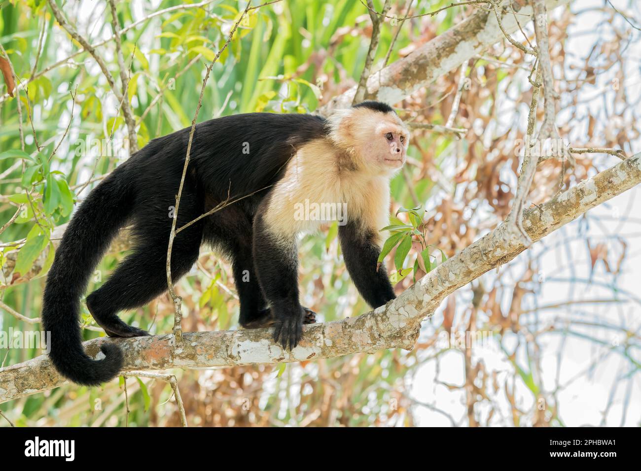 Panamanian white-faced capuchin monkey, Cebus imitator, single adult standing on branch of tree over water, Panama canal, Panama. Stock Photo