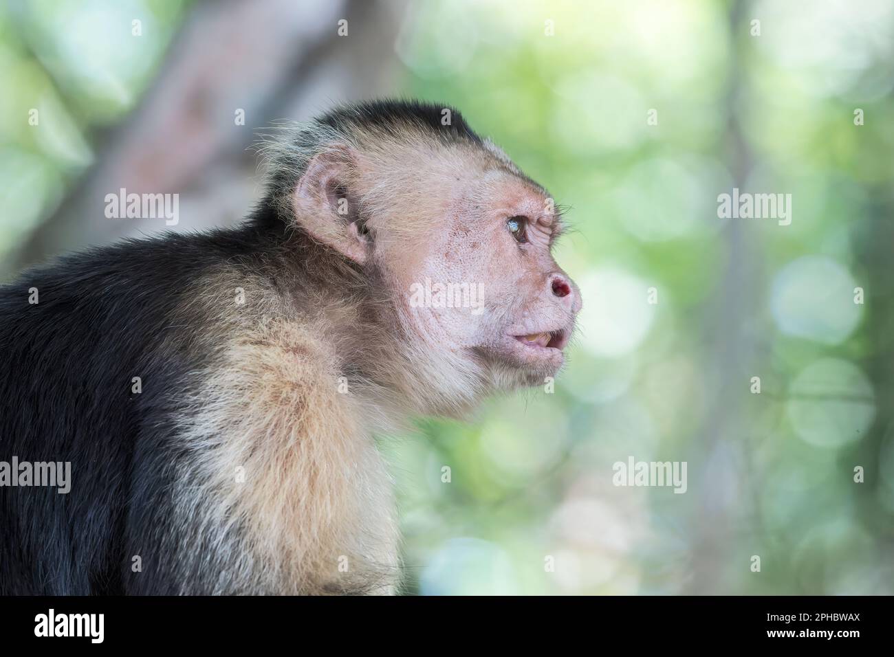 Panamanian white-faced capuchin monkey, Cebus imitator, close up of face of adult resting in tree in forest, Panama Stock Photo