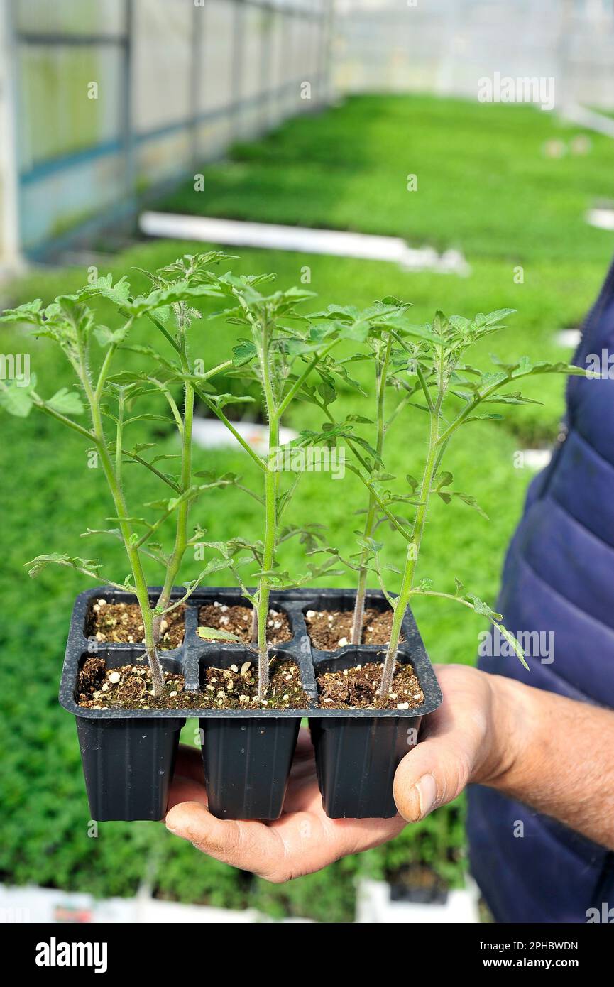 Small Flowers Growing in Plant Tray Stock Image - Image of leaves, plant:  91355083