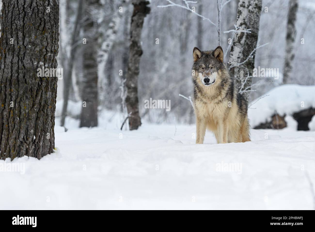 Wolf (Canis lupus) Stands in Frosty Woods Eyes Closed Winter - captive animal Stock Photo