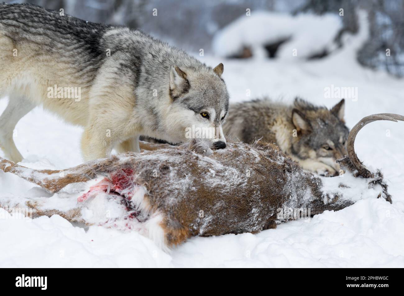 Wolf (Canis lupus) Looks Over Top of Body of White-Tail Deer Winter - captive animals Stock Photo
