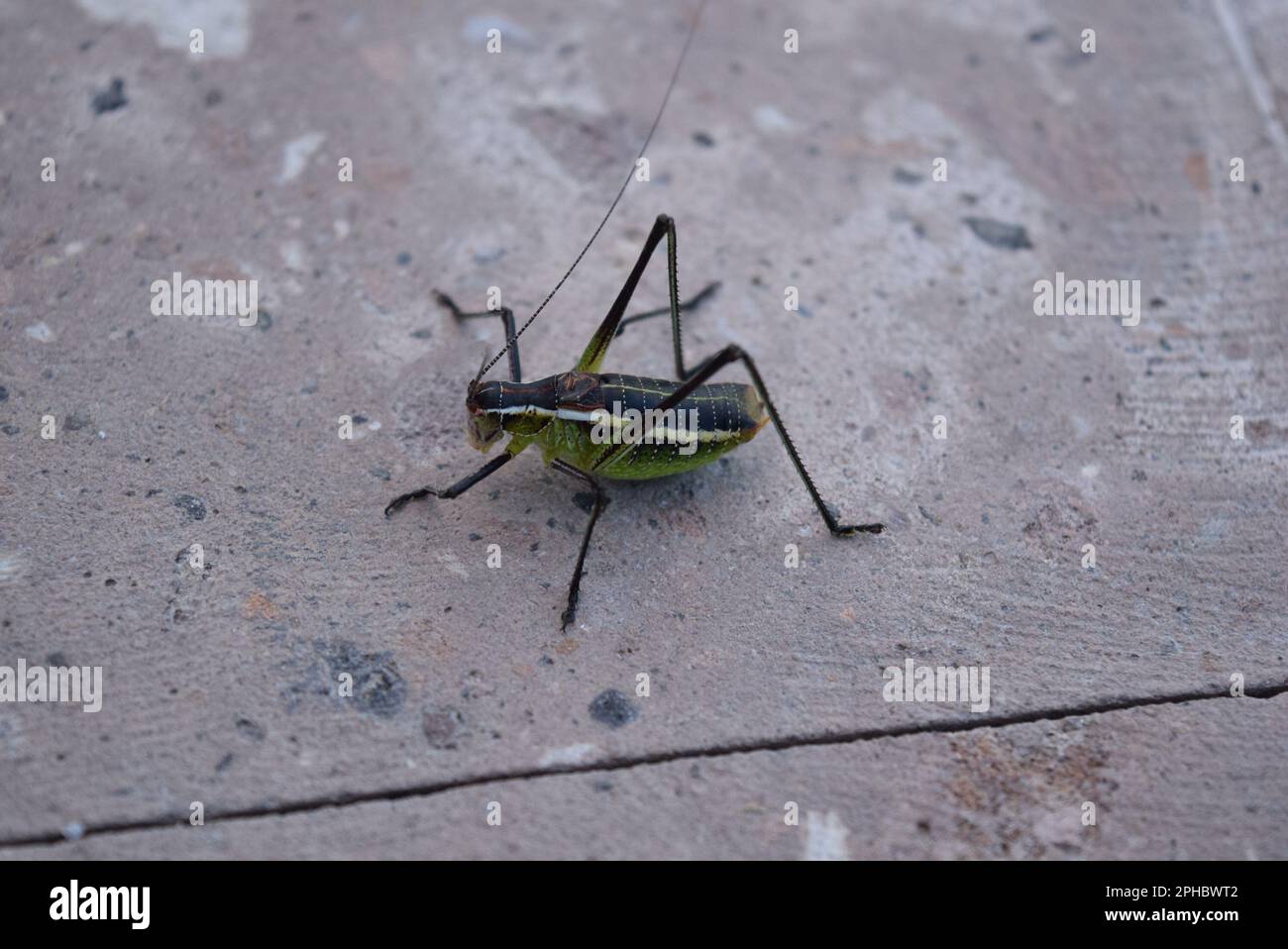 spider grasshopper Stock Photo