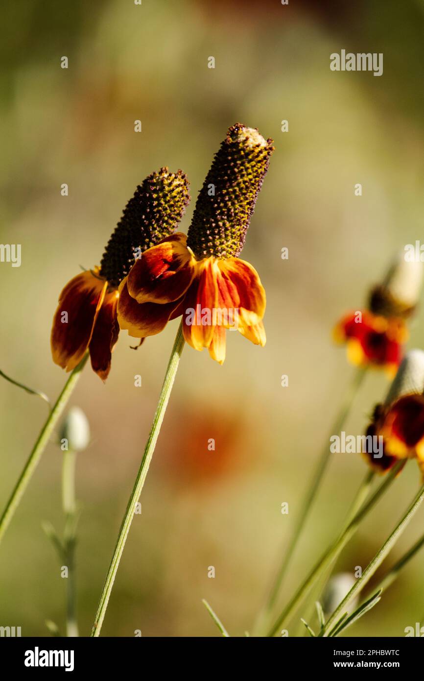 Dwarf red cone flower hires stock photography and images Alamy