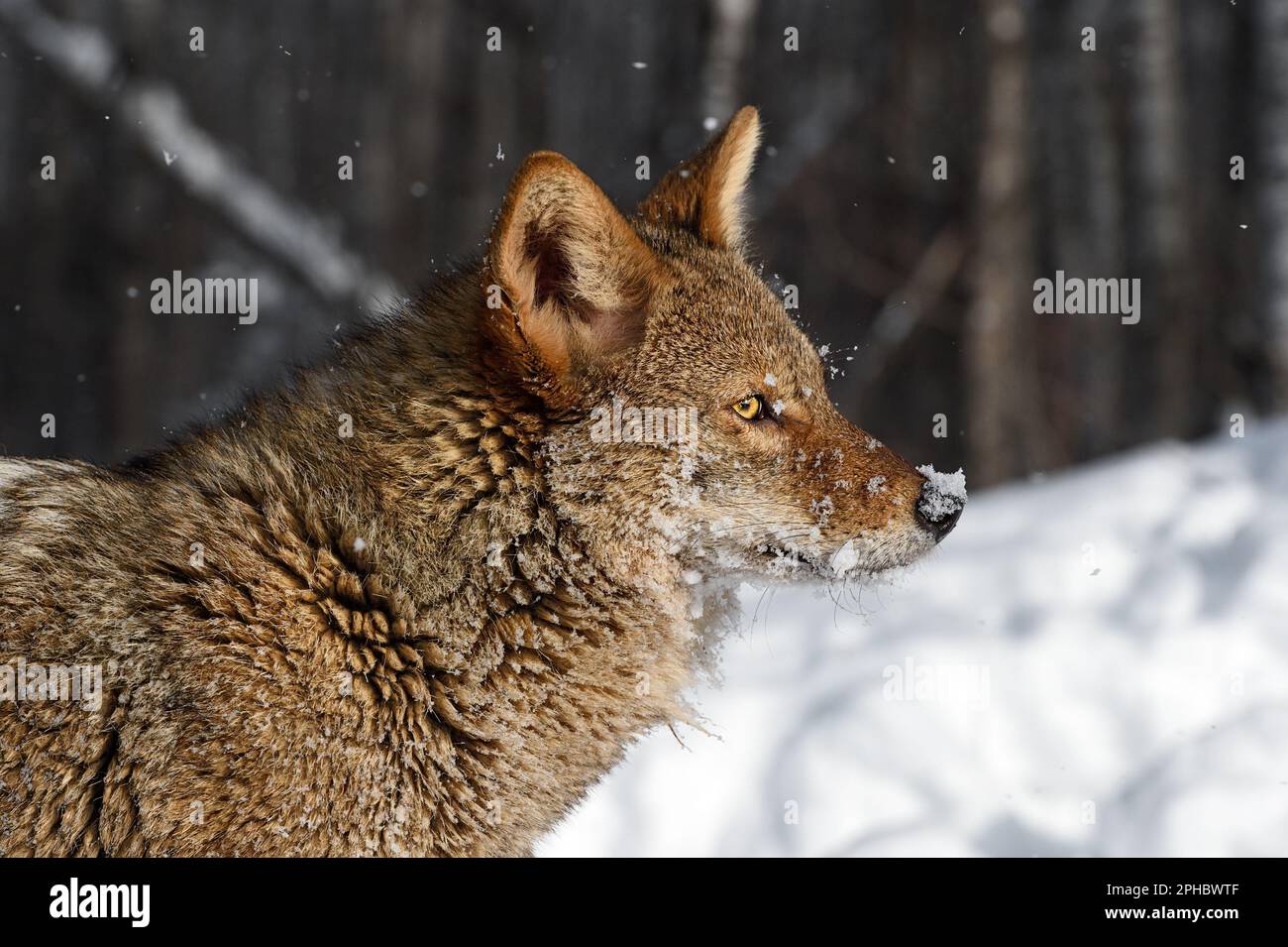 Coyote (Canis latrans) Side Eye Facing Right Profile Winter - captive animal Stock Photo