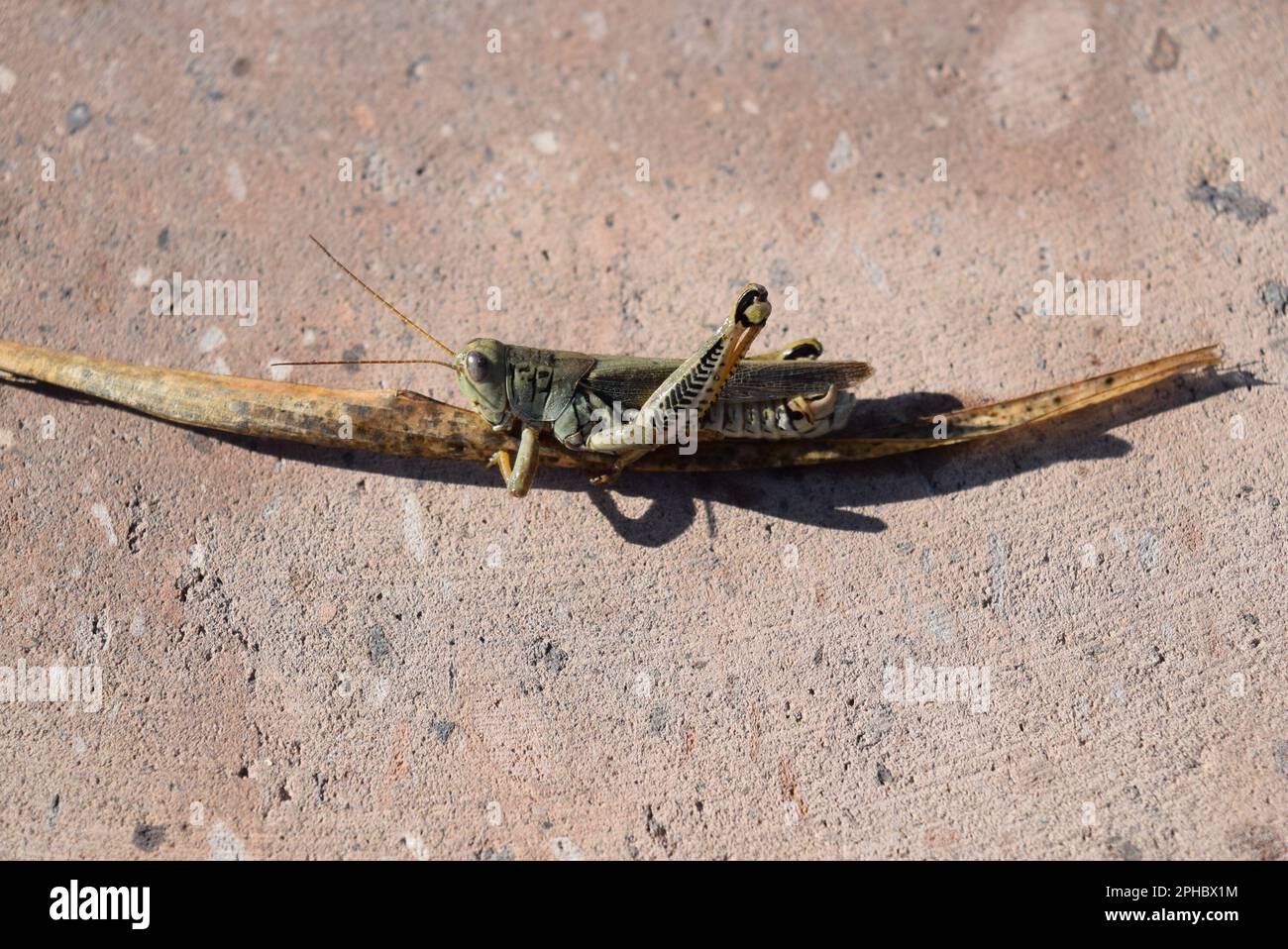 grasshopper with details Stock Photo
