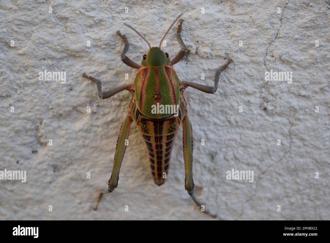 grasshopper Stock Photo