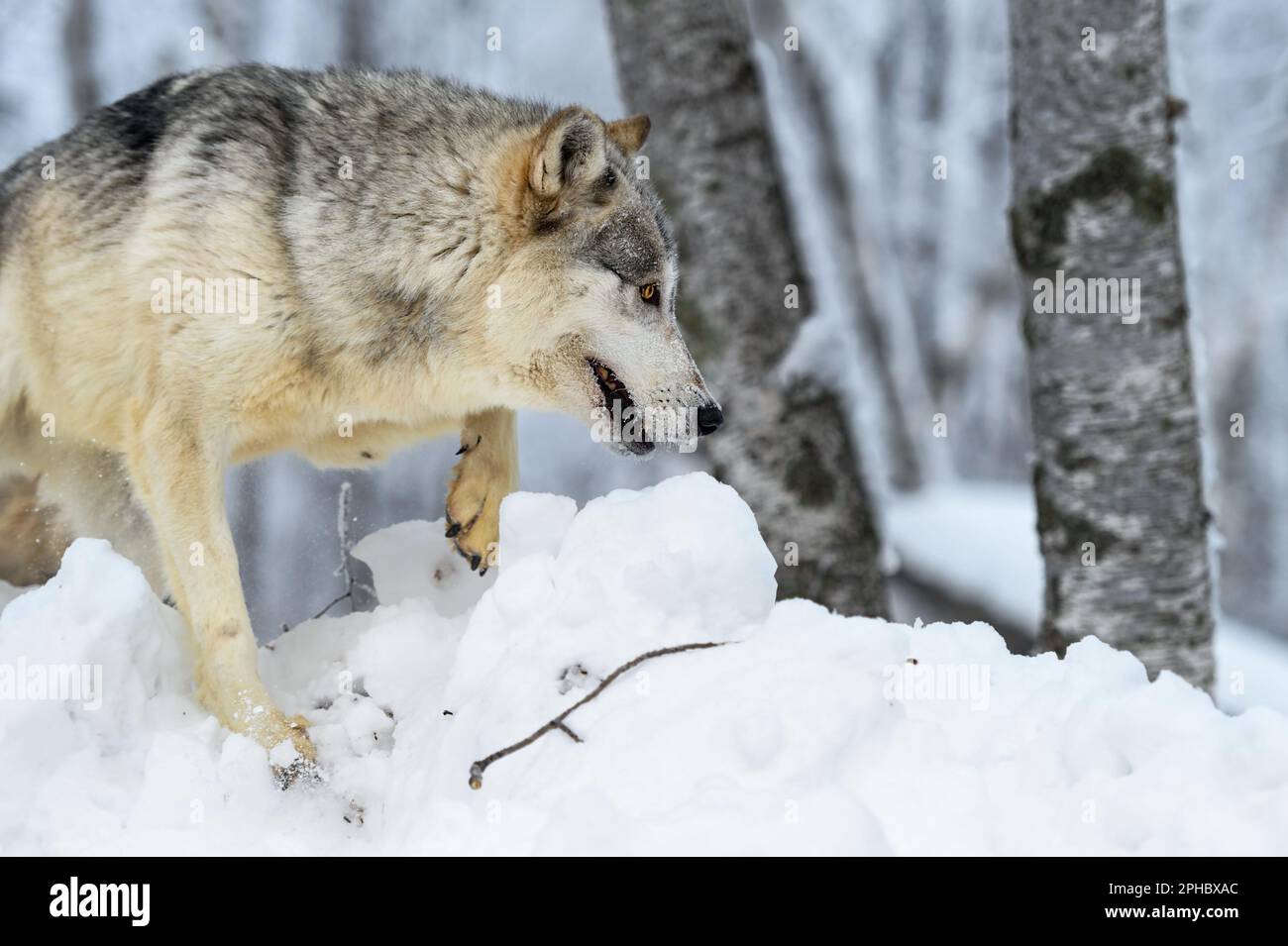 Wolf (Canis lupus) Steps Over Snow Near Woods Winter - captive animal Stock Photo