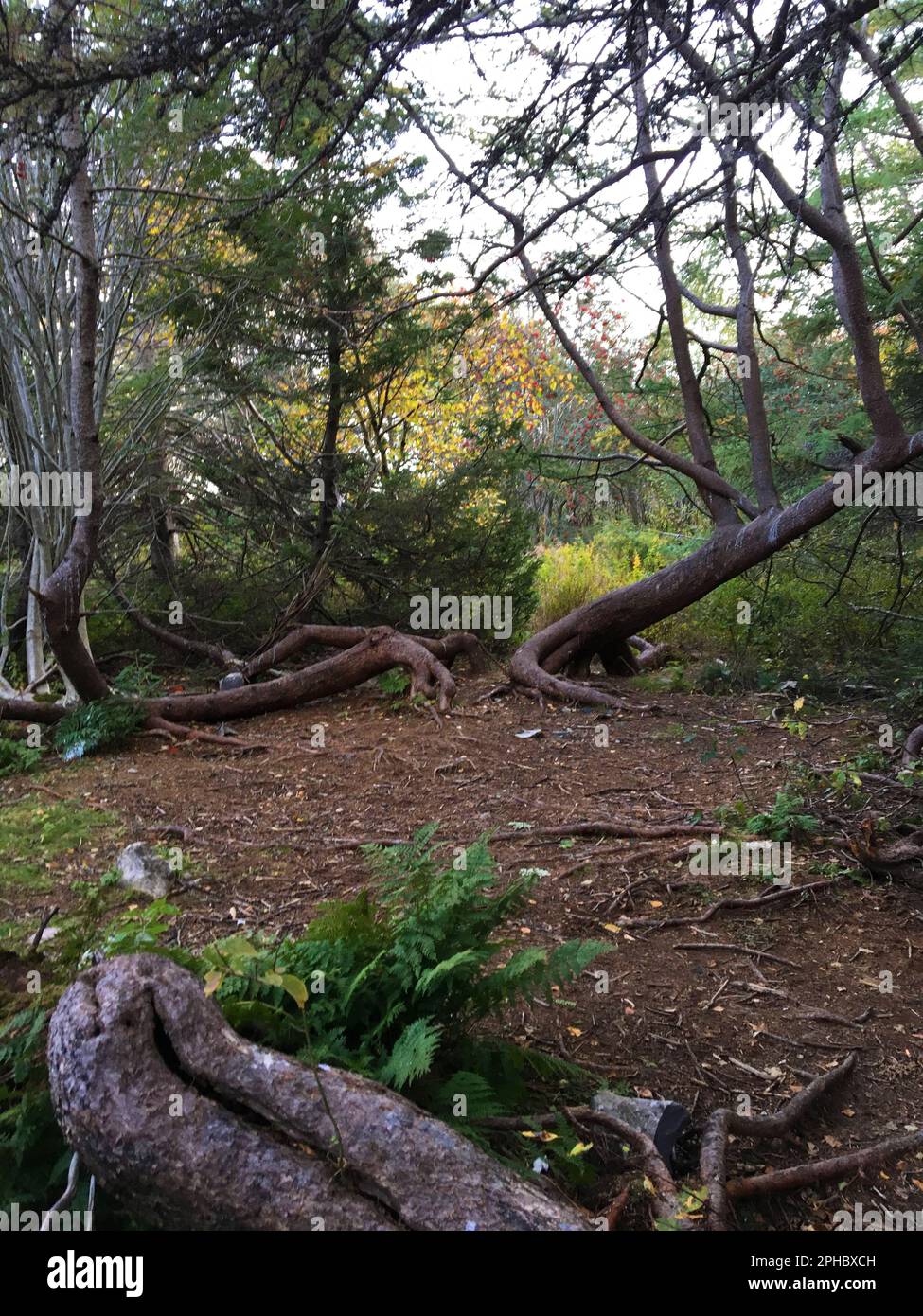Two trees that appear to be leaning backward away from each other, in a forest clearing. The Matrix in the forest. Stock Photo