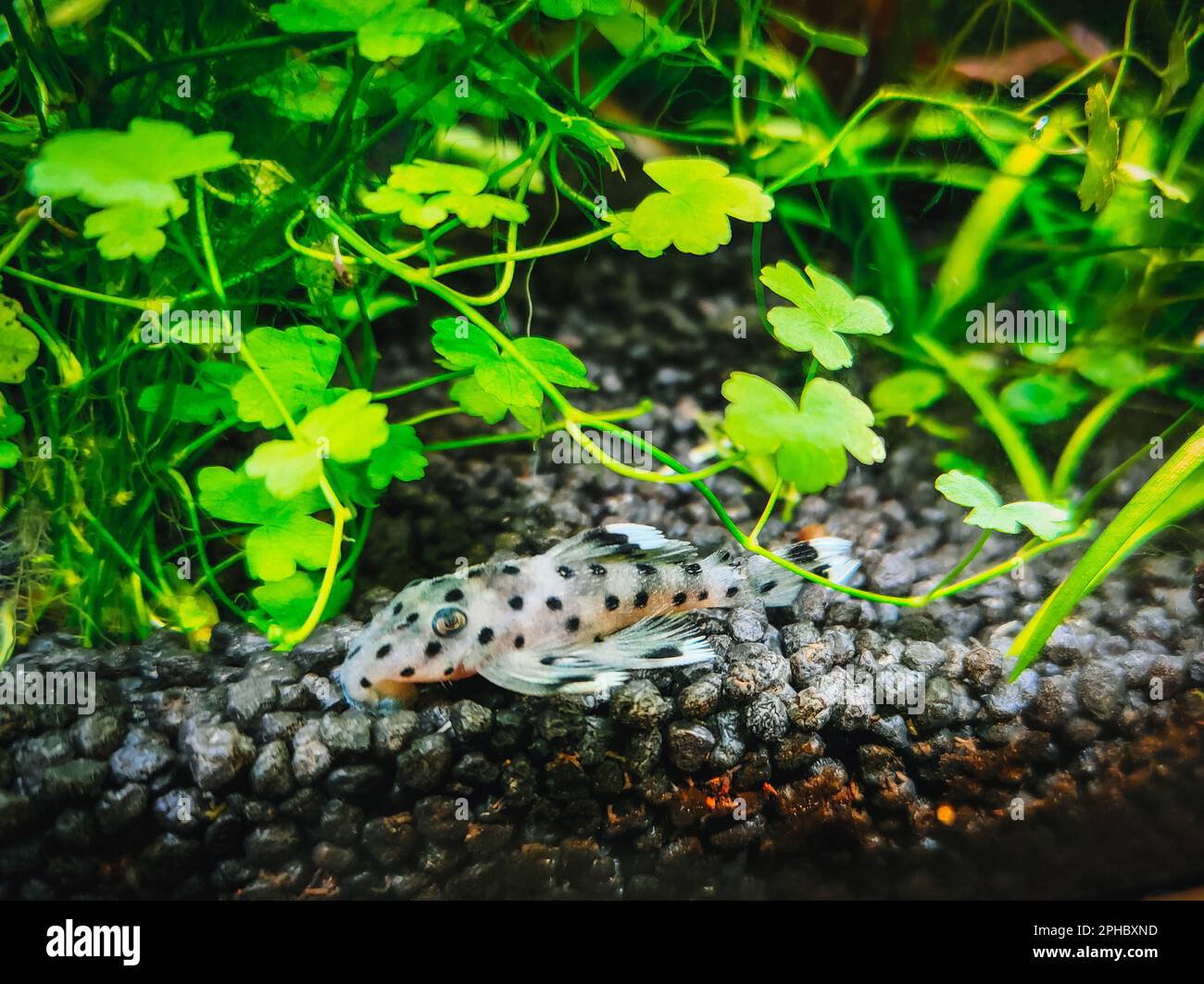 a lovely hypancistrus in my tank Stock Photo