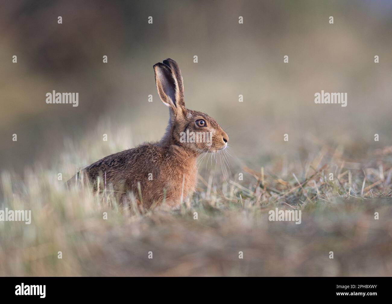 A moody shot of a Brown hare ( Lepus europaeus )  sitting in a meadow , with a lovely glow of misty  sunlight on him . Pastel  colours . Suffolk,  UK Stock Photo