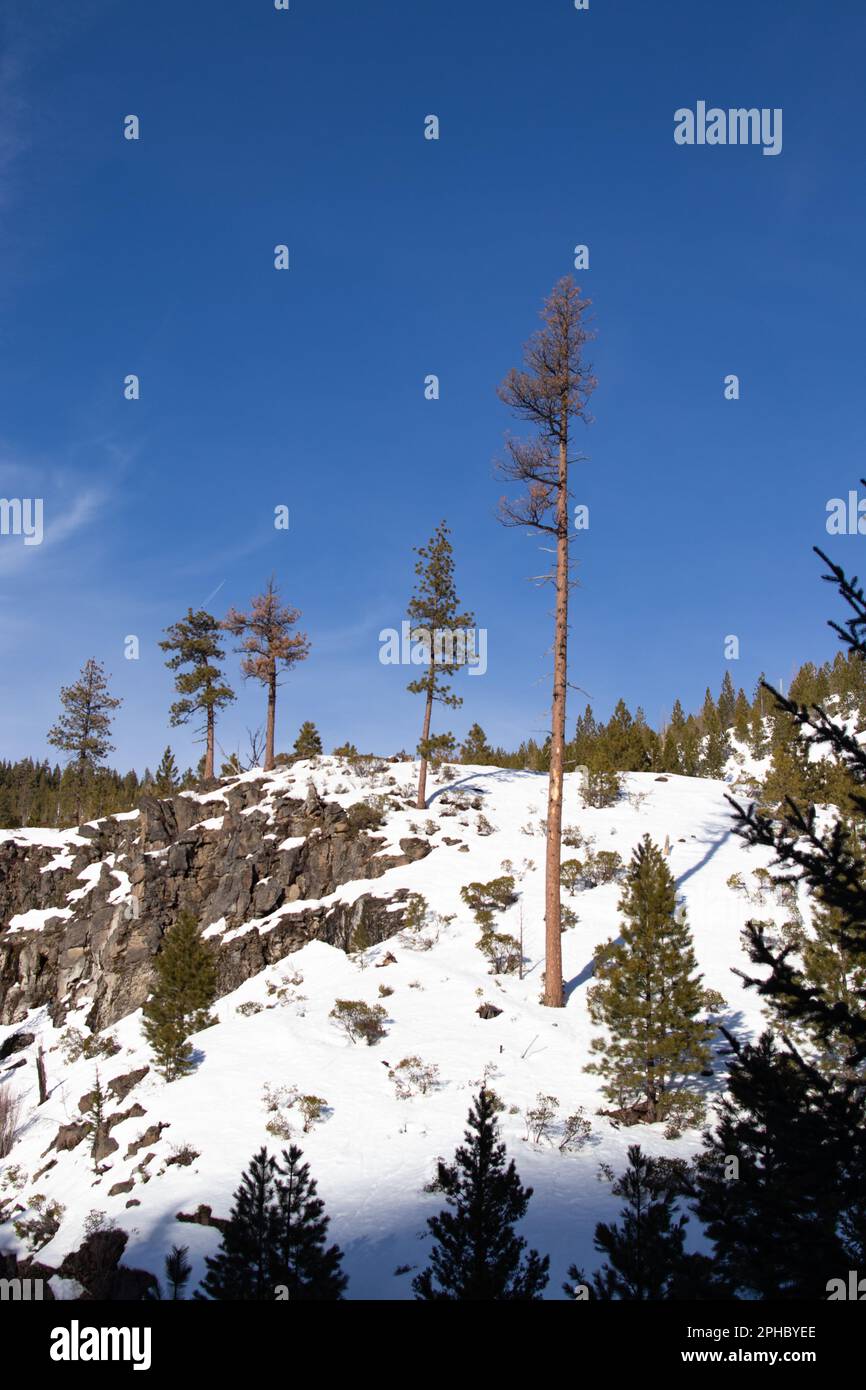 pine trees on the way to Tumalo Falls Stock Photo Alamy