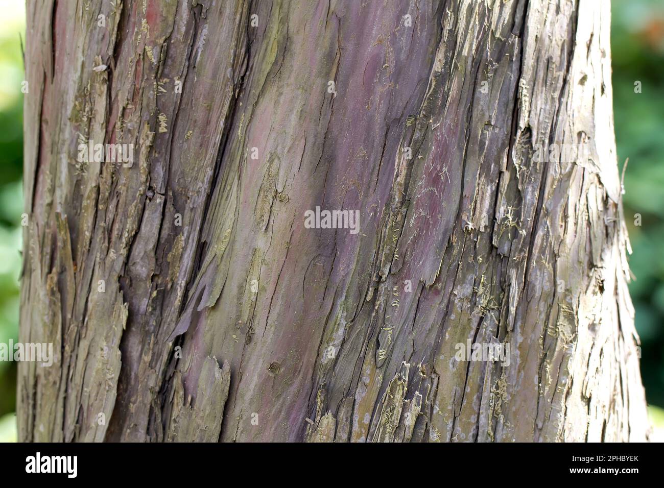 Golden Irish Yew (lat. Taxus baccata 'Dovastoniana') Stock Photo