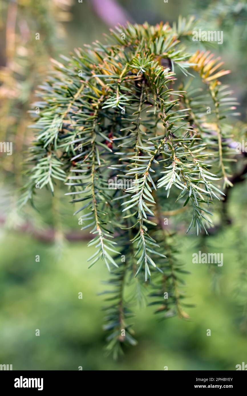 Branch of a Golden Irish Yew (lat. Taxus baccata 'Dovastoniana') Stock Photo
