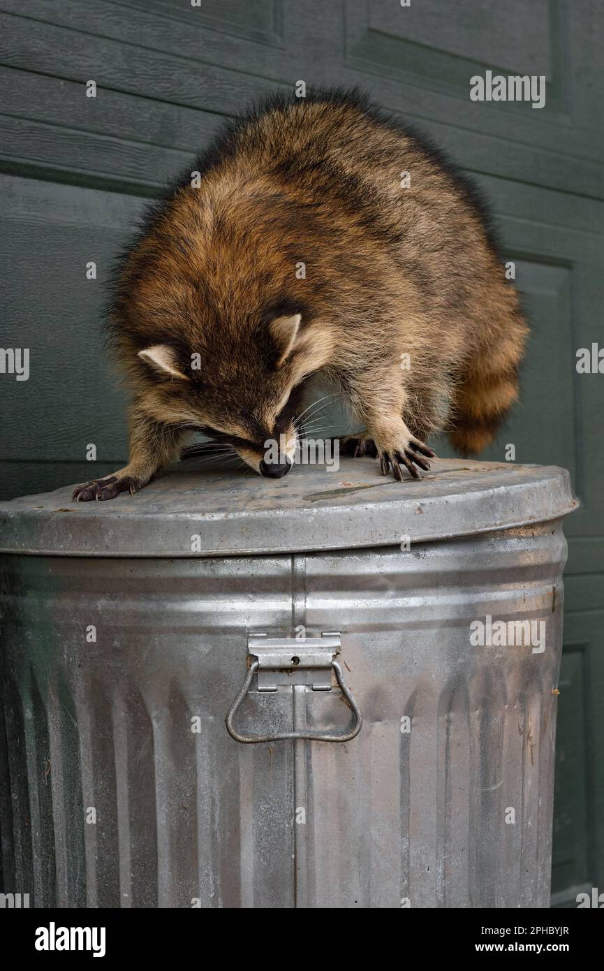 Raccoon (Procyon lotor) Sniffs at Lid of Trash Can Autumn - captive animal Stock Photo