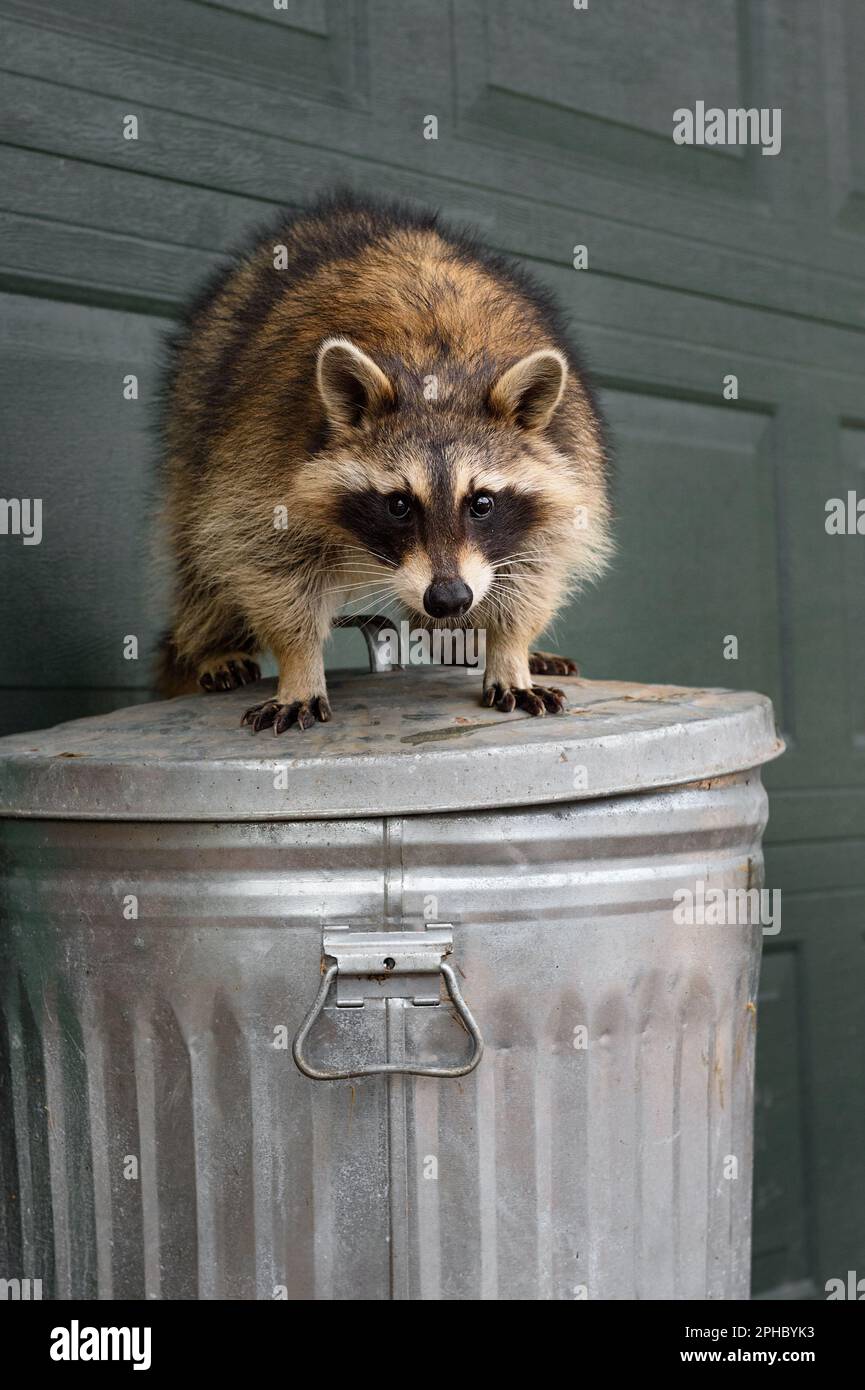 Raccoon (Procyon lotor) Stares Out From Atop Lid of Trash Can Autumn - captive animal Stock Photo