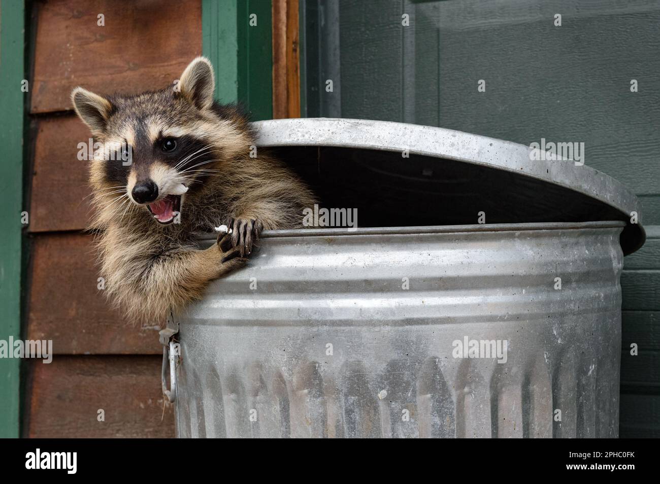 Raccoon (Procyon lotor) Mouth Full of Marshmallow in Trash Can Autumn