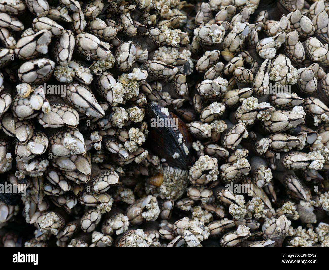 A shot of a group of seashell mollusks in various shapes and sizes ...