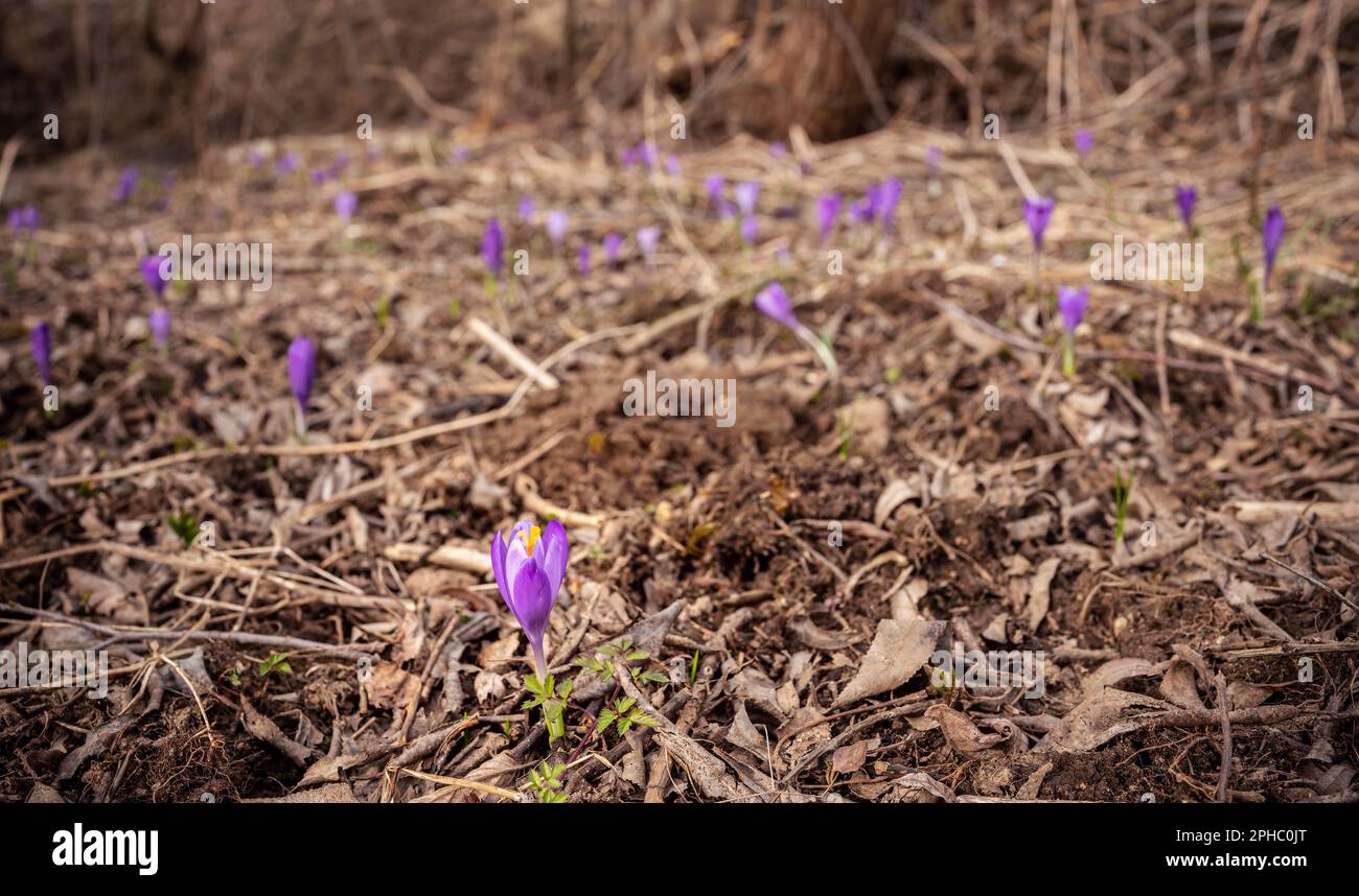 Dry grass meadow with wild purple iris (Crocus heuffelianus ) flowers, closeup detail Stock Photo