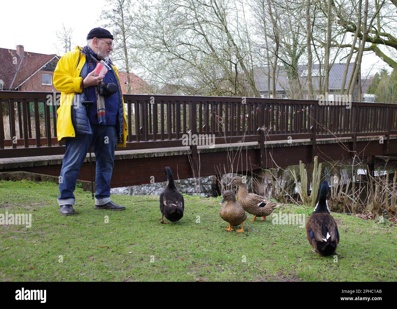 Elderly man with yellow raincoat and a beanie is feeding the ducks, He ...