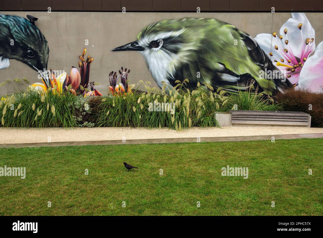 Mural of birds with a real blackbird looking for worms on a grass lawn, Christchurch, New Zealand Stock Photo