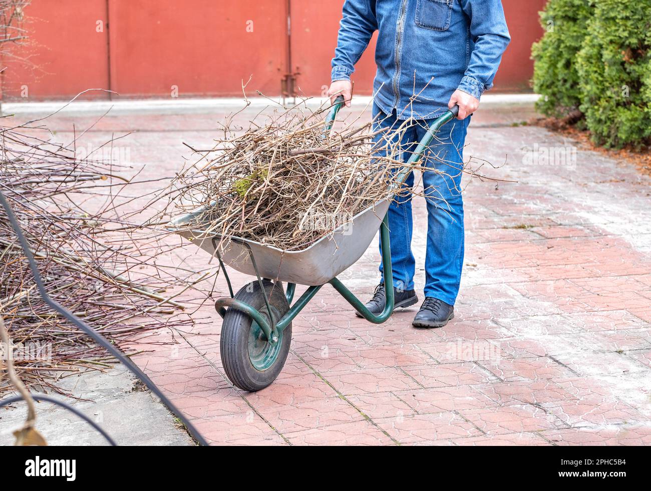 A male gardener uses a garden wheelbarrow to transport cut tree branches during spring cleaning. Stock Photo