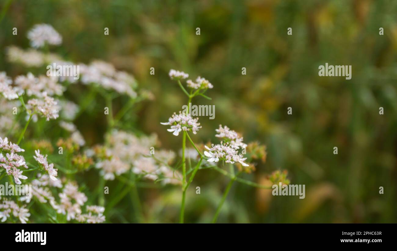 Coriander flower (coriander leaves). Coriander flower field of