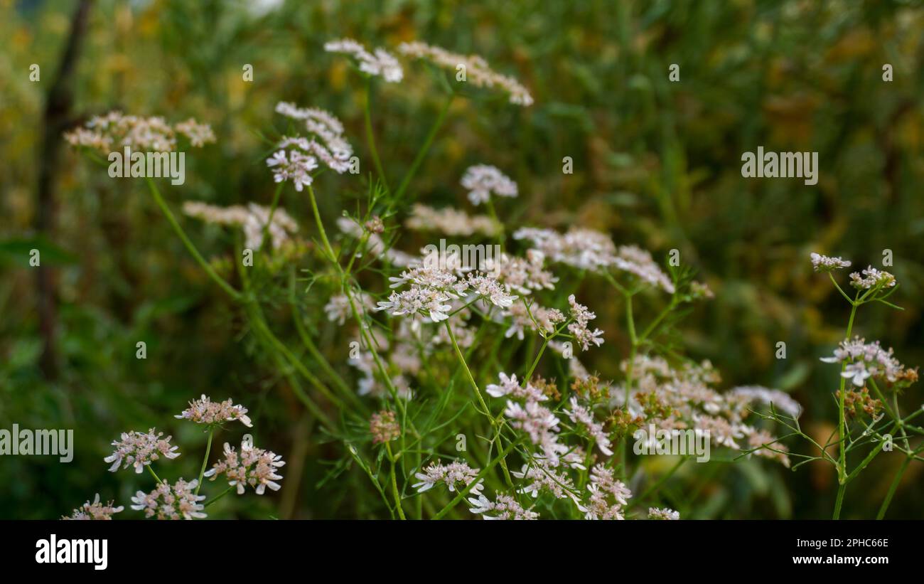 Coriander flower (coriander leaves). Coriander flower field of
