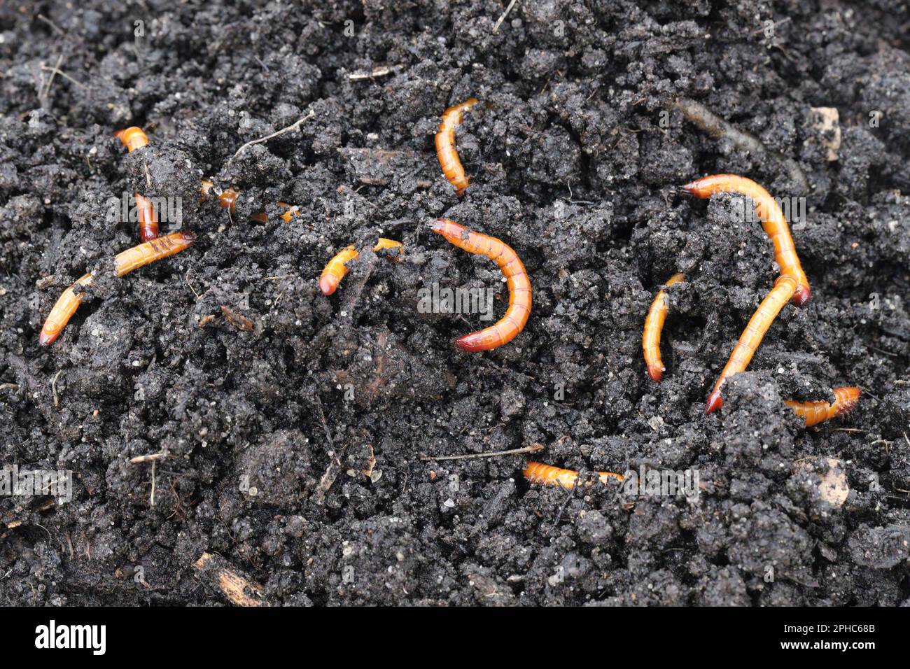 Wireworms, larvae of the click beetles (Elateridae). Economically important pests of plants, live in the soil and bite the roots. Stock Photo
