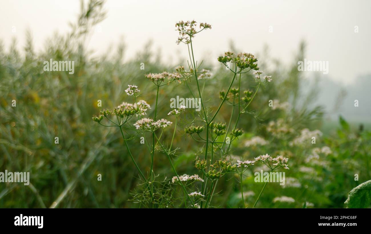 Coriander flower (coriander leaves). Coriander flower field of