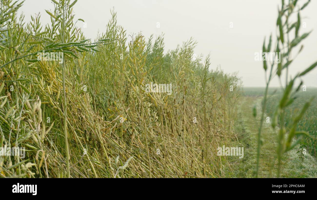Mustard is a dicotyledonous plant of the family Brassica or Cruciferae. It is an oilseed. Vast mustard field of Bangladesh. Stock Photo