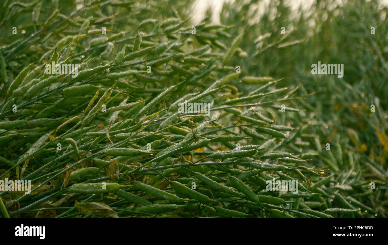 Mustard is a dicotyledonous plant of the Brassica for Cruciferae family