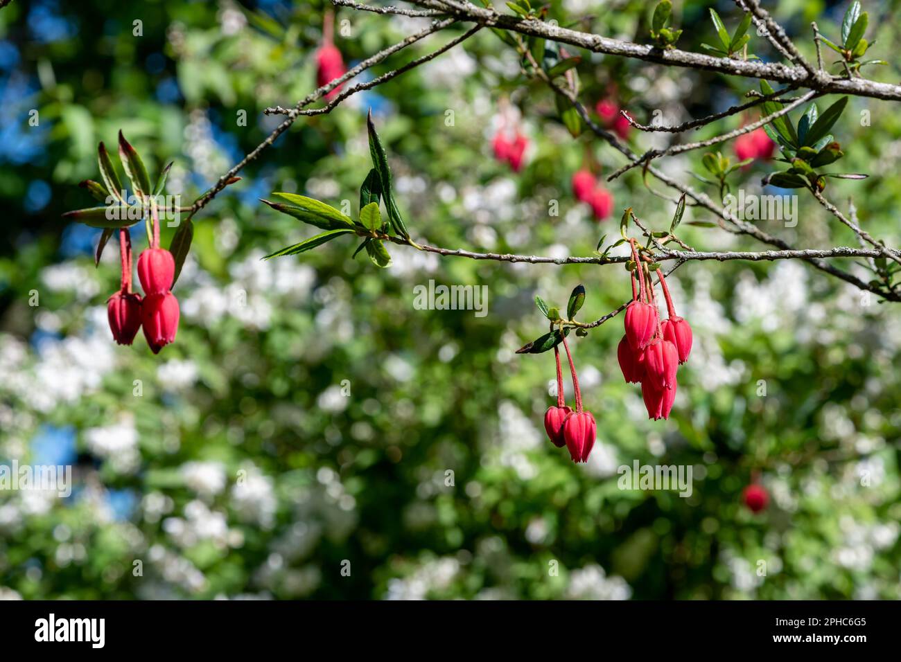 Close up of flowers on a Chilean lantern tree (crinodendron hookeriana) Stock Photo