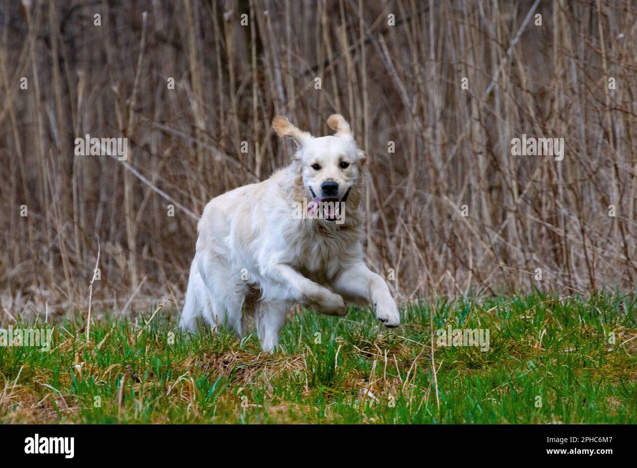 A large white dog sprinting in a clearing Stock Photo