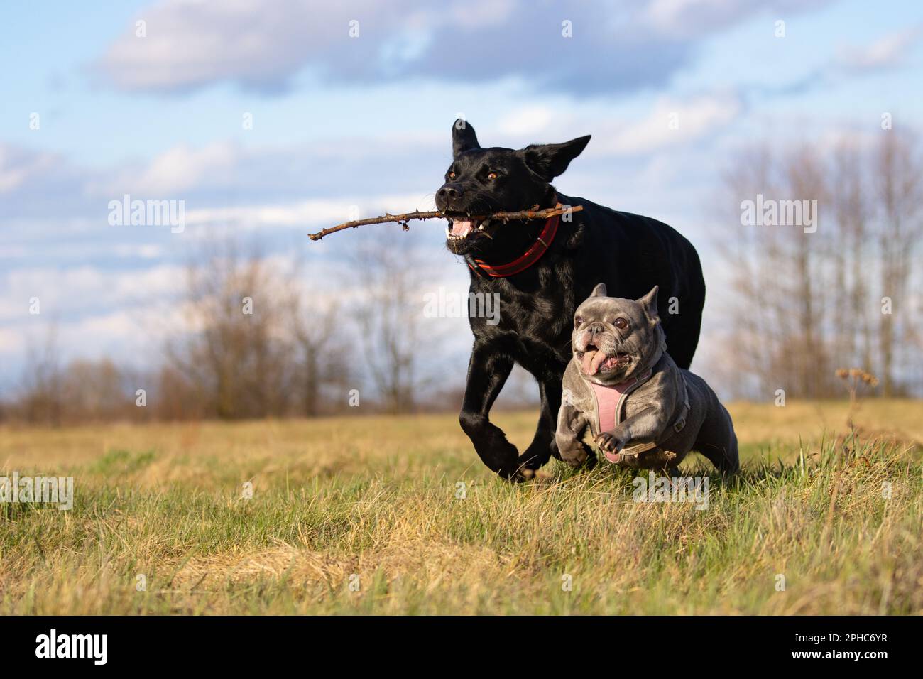 Two dogs racing in a clearing. Two dogs big and small. Two dogs of