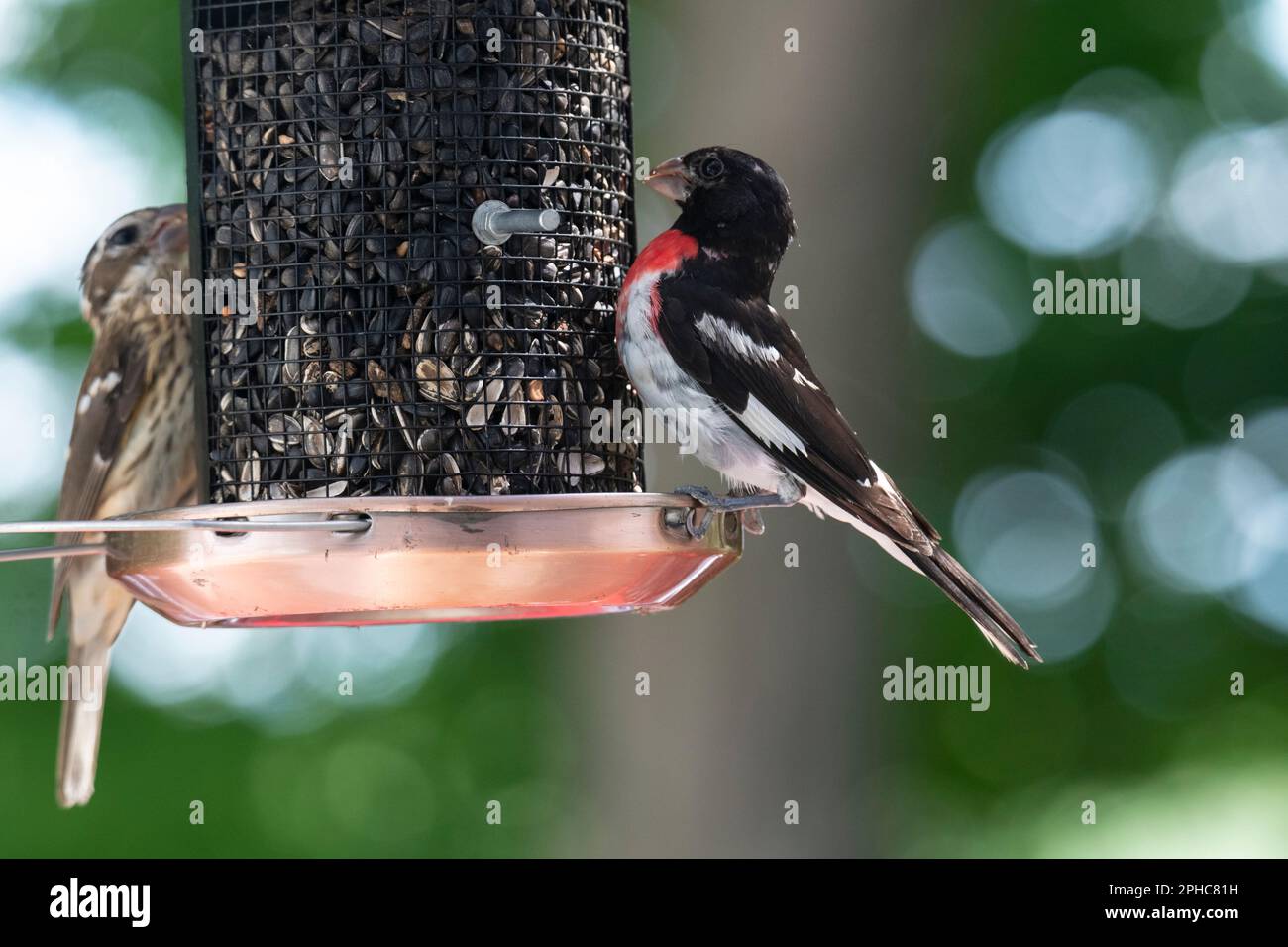 Male and Female Rosebreasted grosbeaks eating seeds at birdfeeder