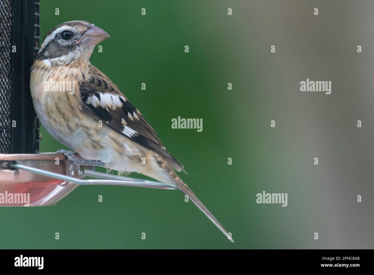 Female Rosebreasted grosbeak eating seeds at birdfeeder, Quebec