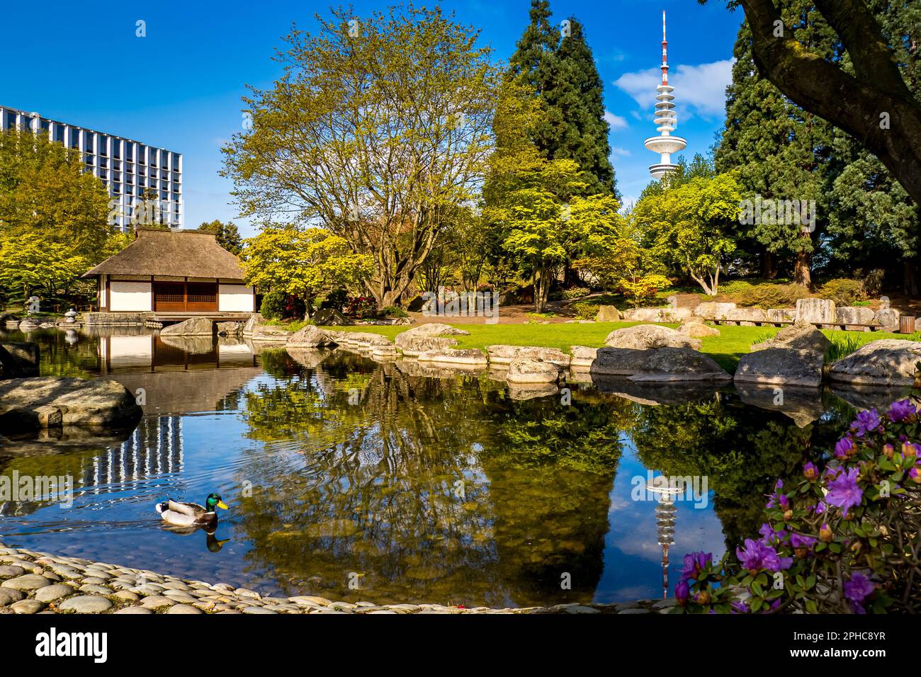 A male mallard duck glides across a pond in the Japanese garden of Planten un Blomen, with the Japanese tea house and towering Heinrich Hertz Tower. Stock Photo