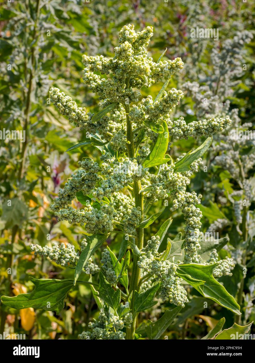 Close-up of a green quinoa shrub with its vibrant green leaves and unripe seeds basks in sunlight of summer, capturing the essence of natural purity. Stock Photo