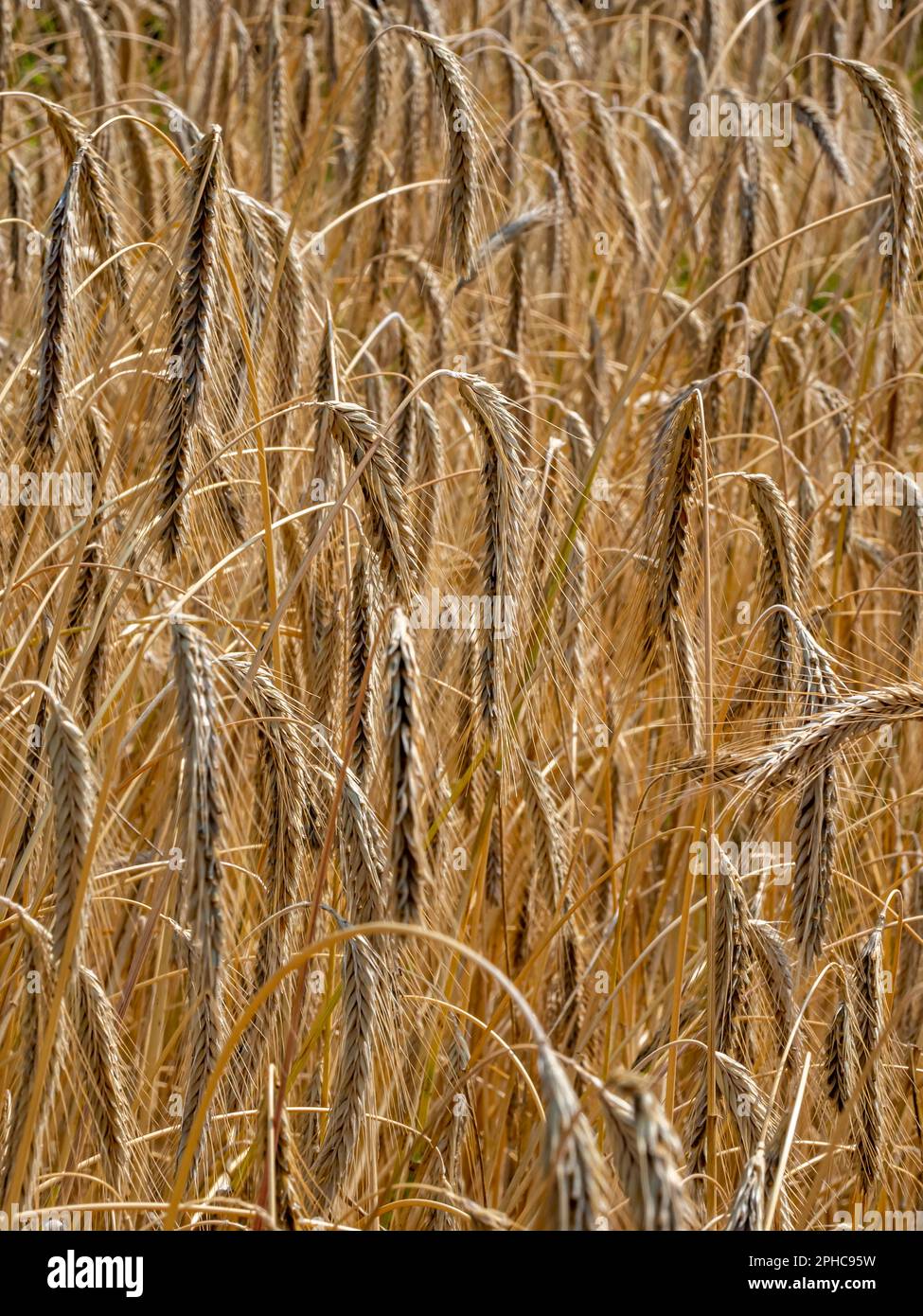 A part of a cereal field of the genetic hybrid triticum x secale with ripe, durable grain shines under July sun, showcasing the role of genetics. Stock Photo