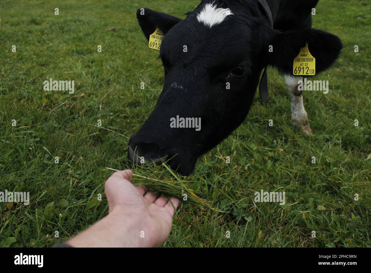 A black cow eating grass from the person's hand Stock Photo - Alamy