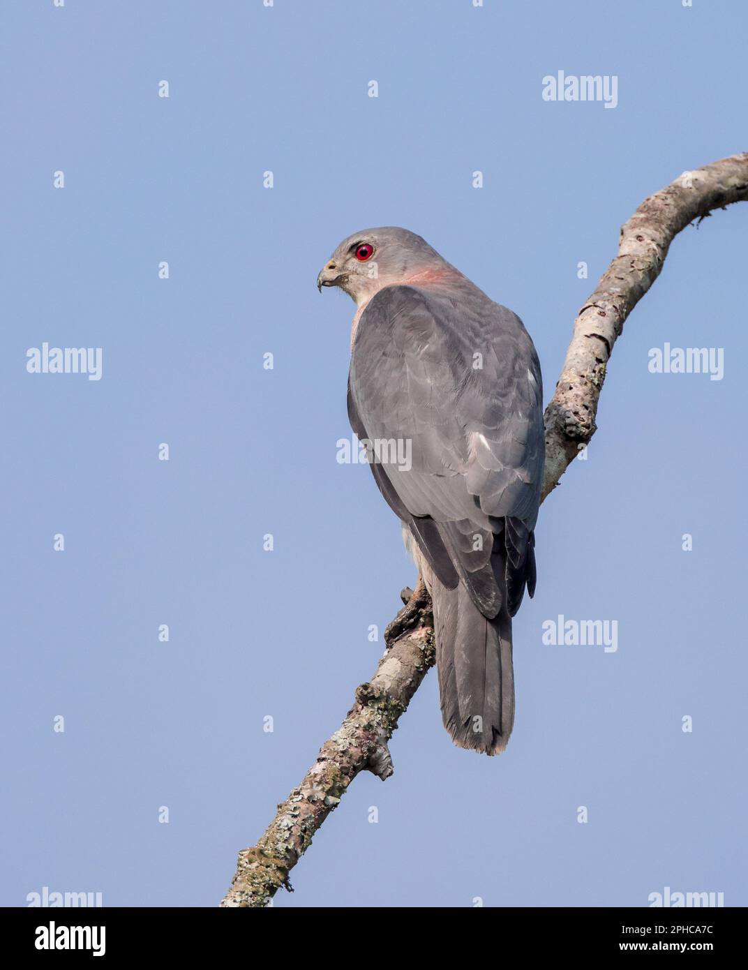 The shikra is a small bird of prey in the family Accipitridae found widely distributed in Asia and Africa. Stock Photo