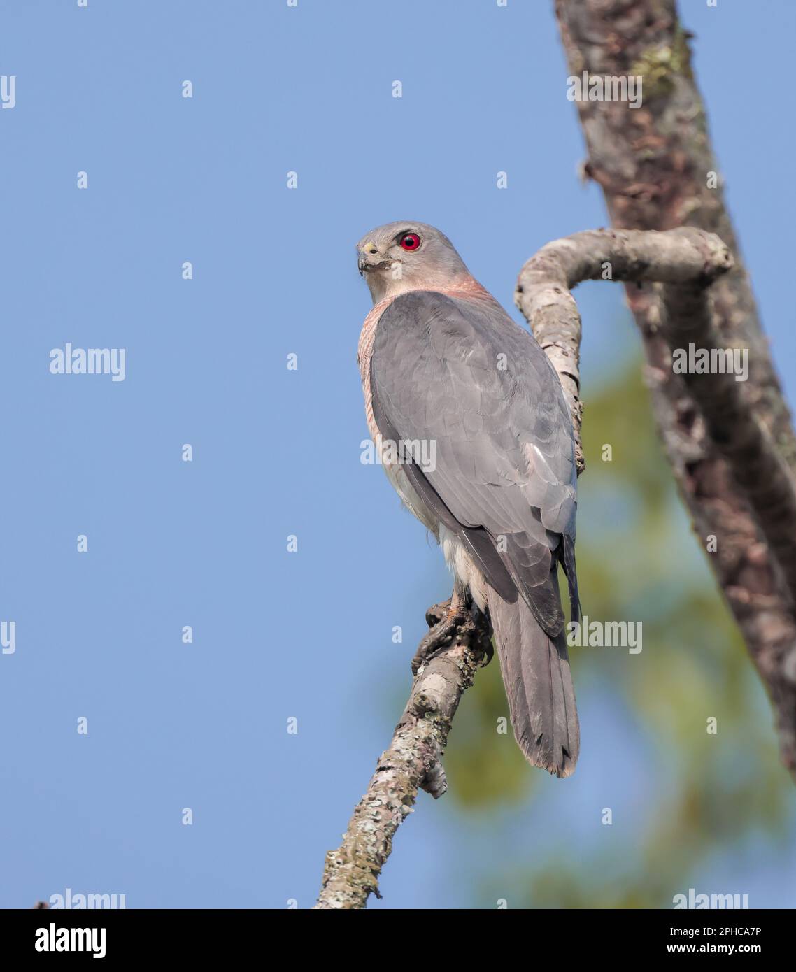 The shikra is a small bird of prey in the family Accipitridae found widely distributed in Asia and Africa. Stock Photo
