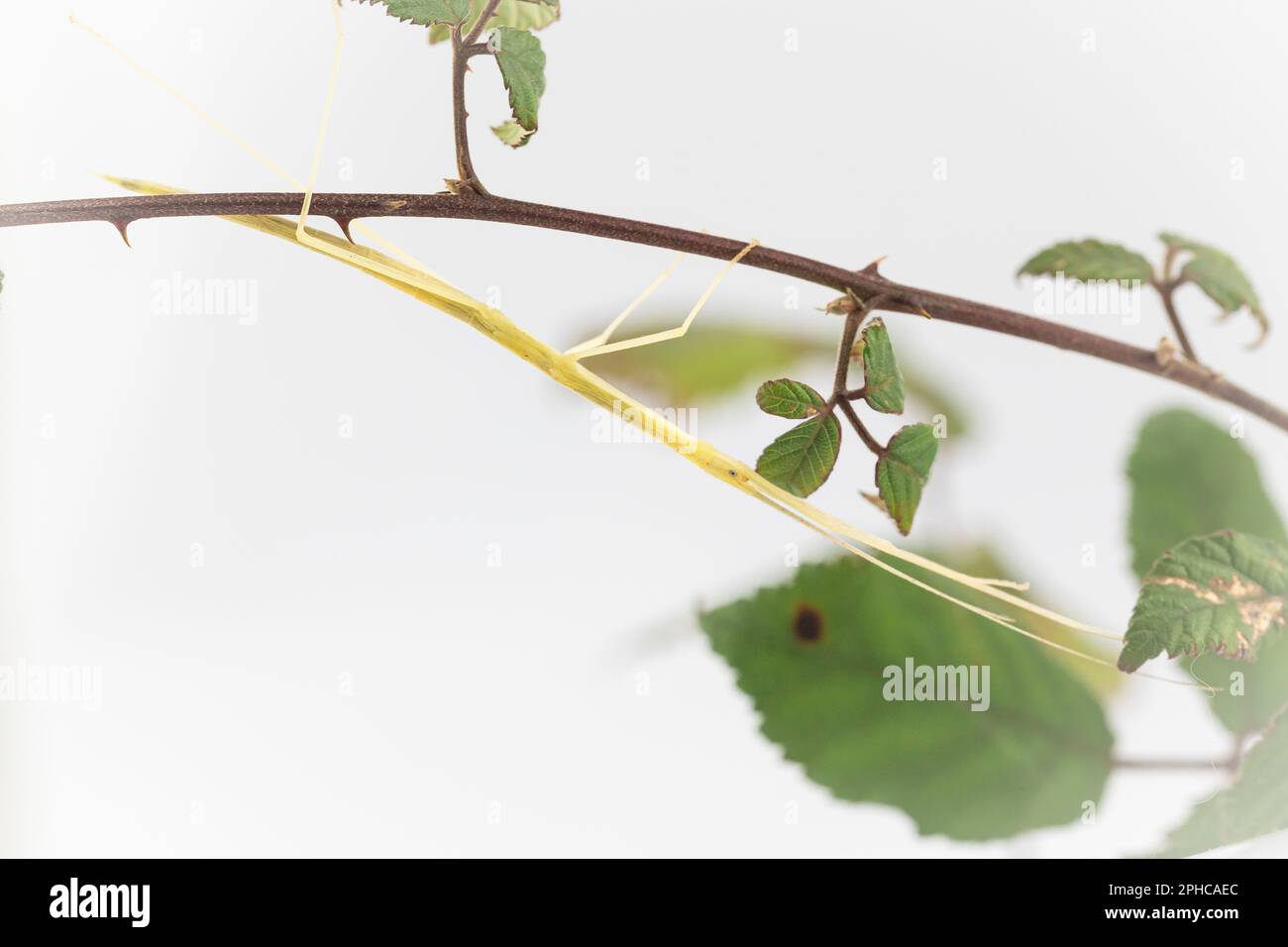 A pink wing stick insect (Sipyloidea sipylus) tries to hide on a